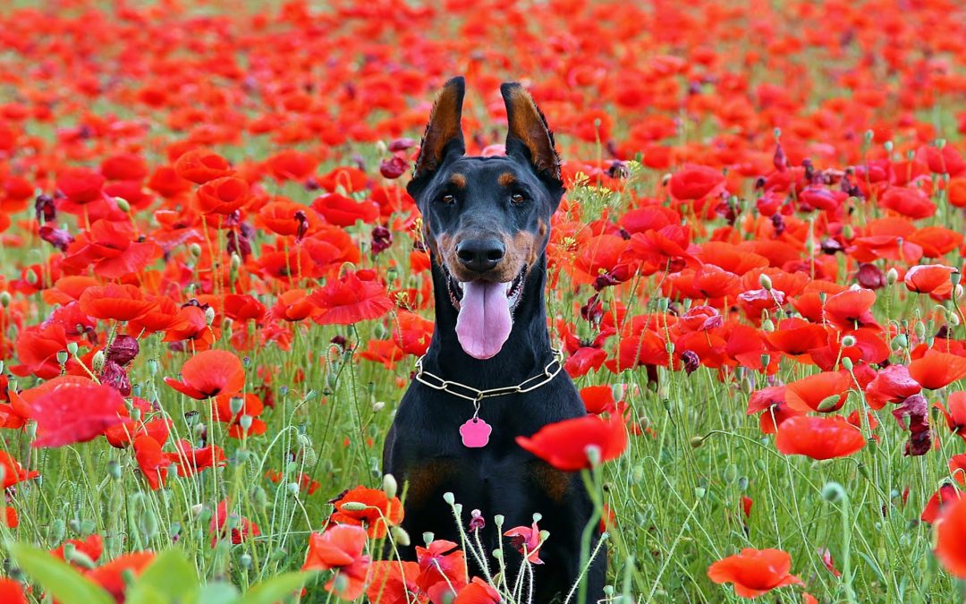 Dog in Poppy Field