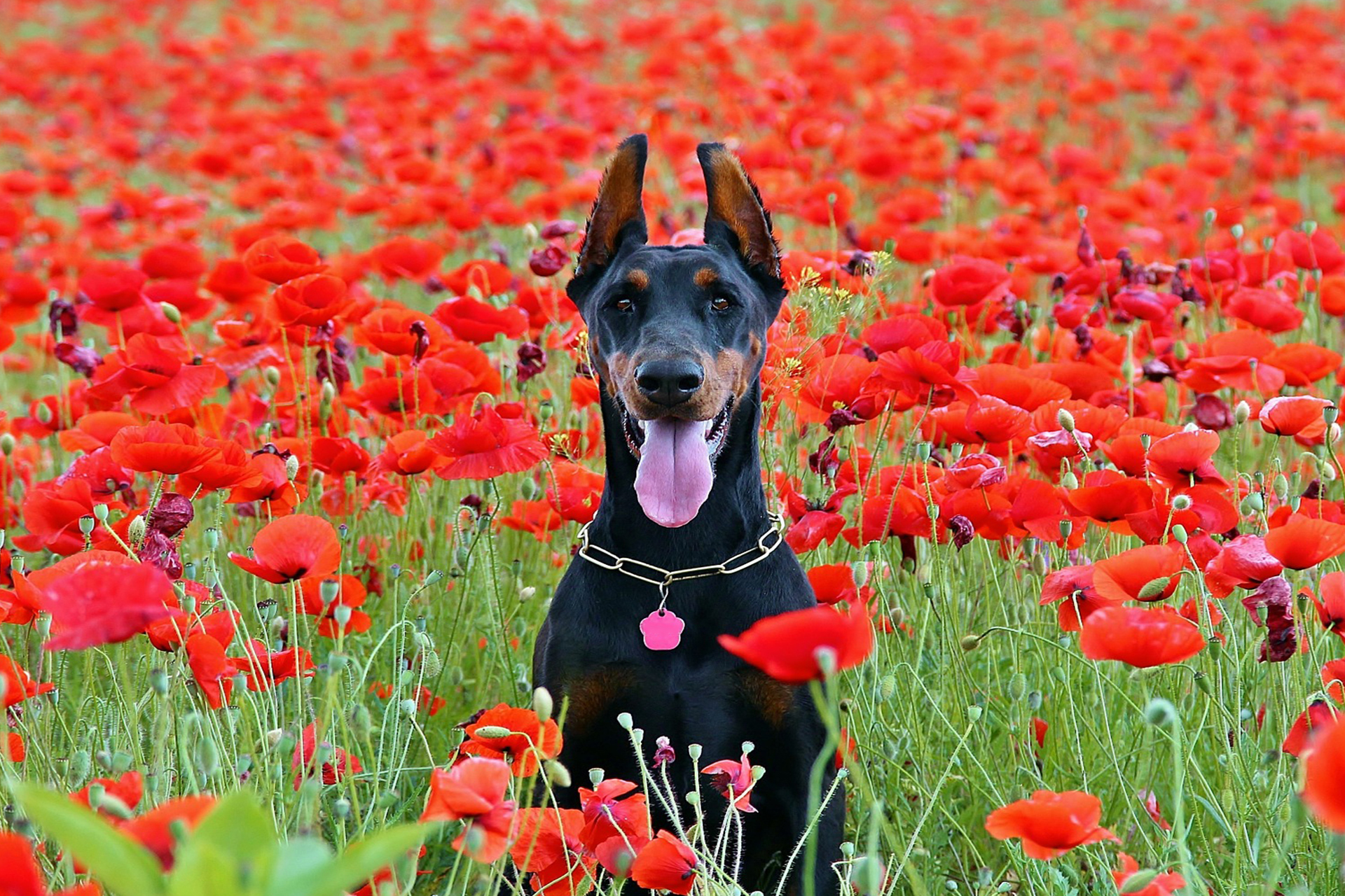 Hero dogs of the First World War - Hemera Holidays